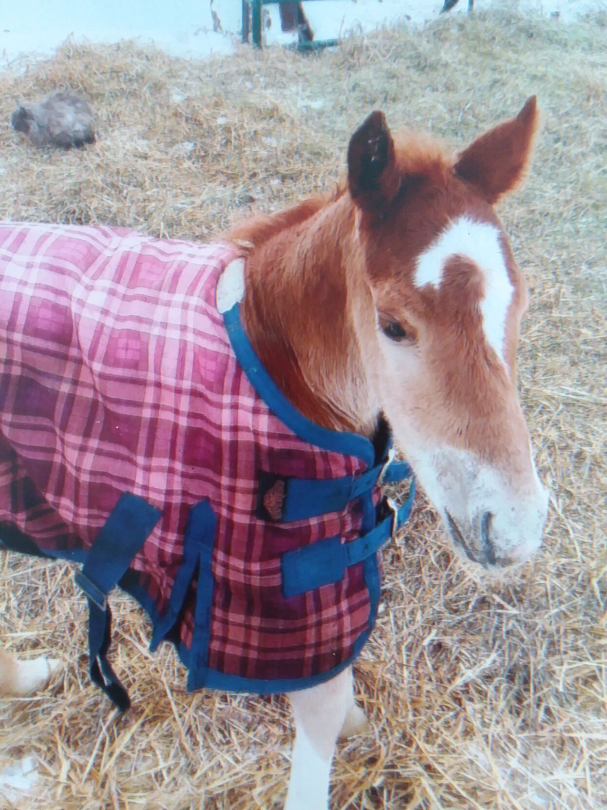 Quest, stud colt